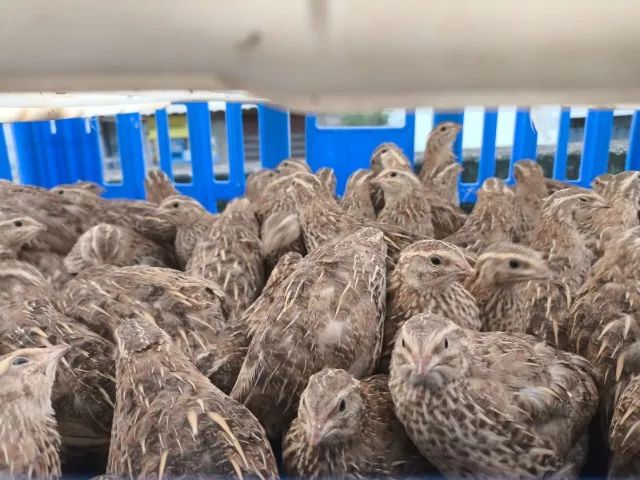 Codorna 