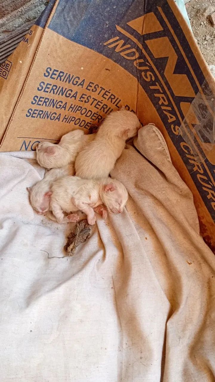 Adoção responsável , gatinhos