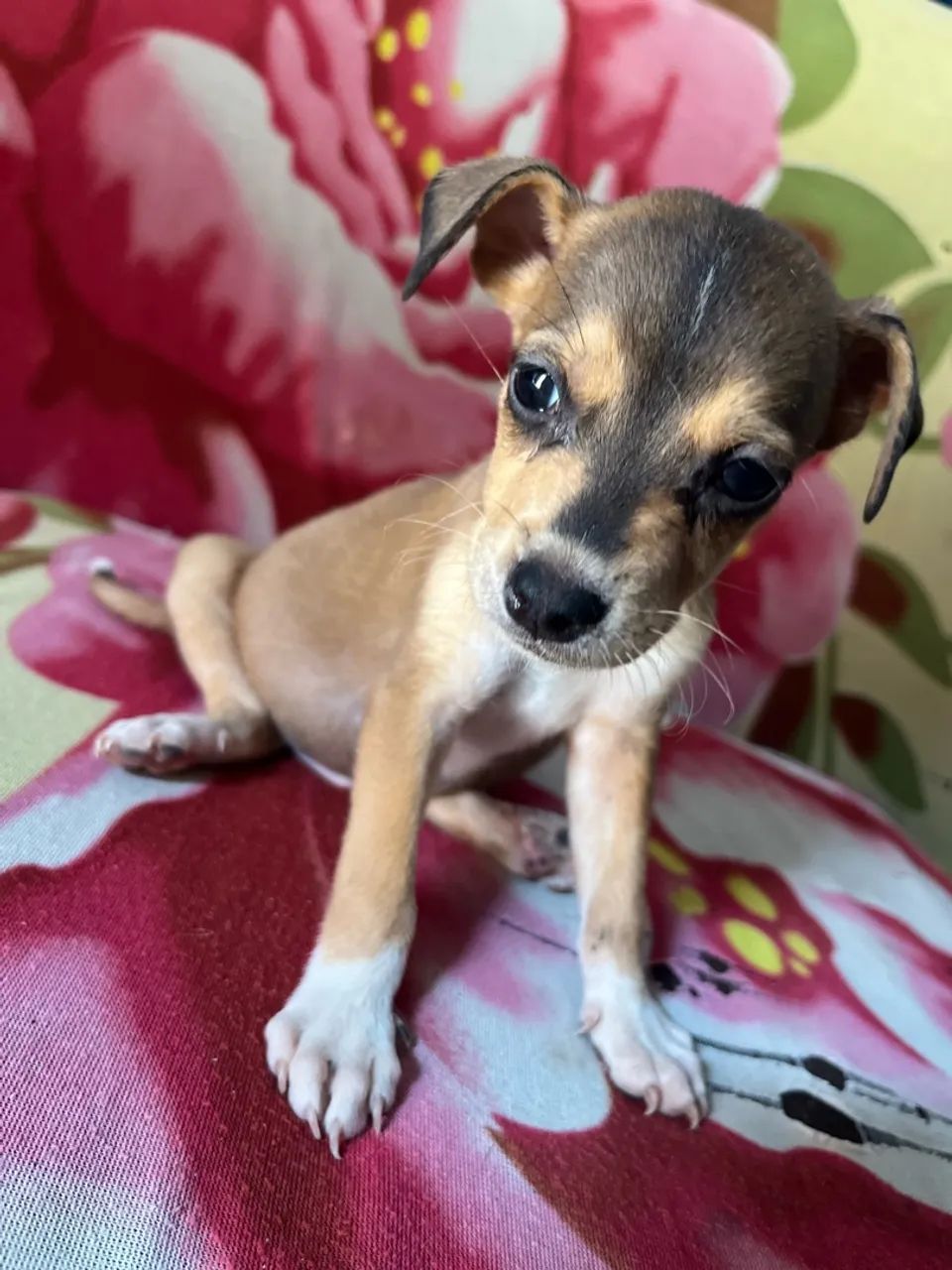 Cachorrinhos - Foto 3