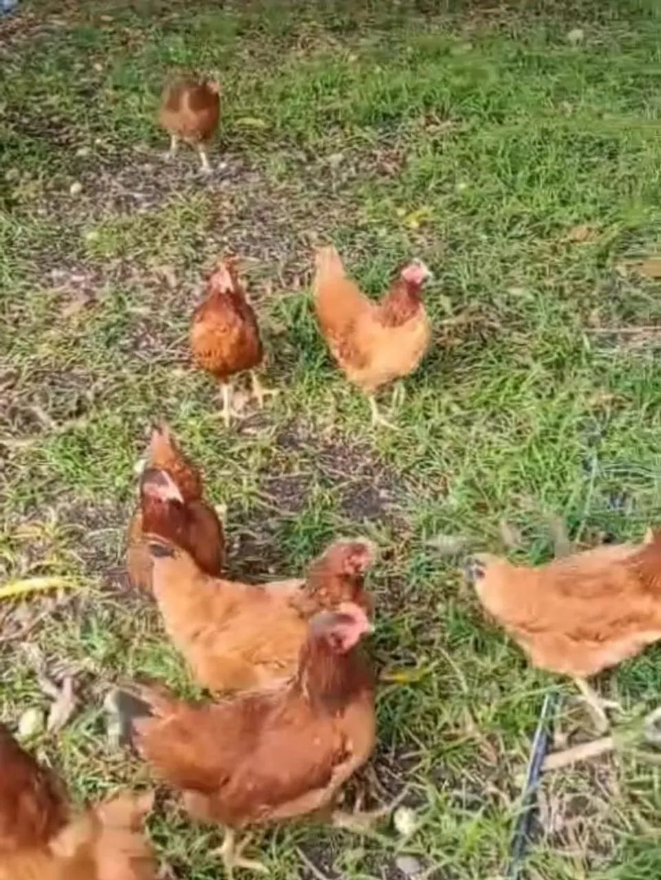 Galinha caipira  - Foto 2