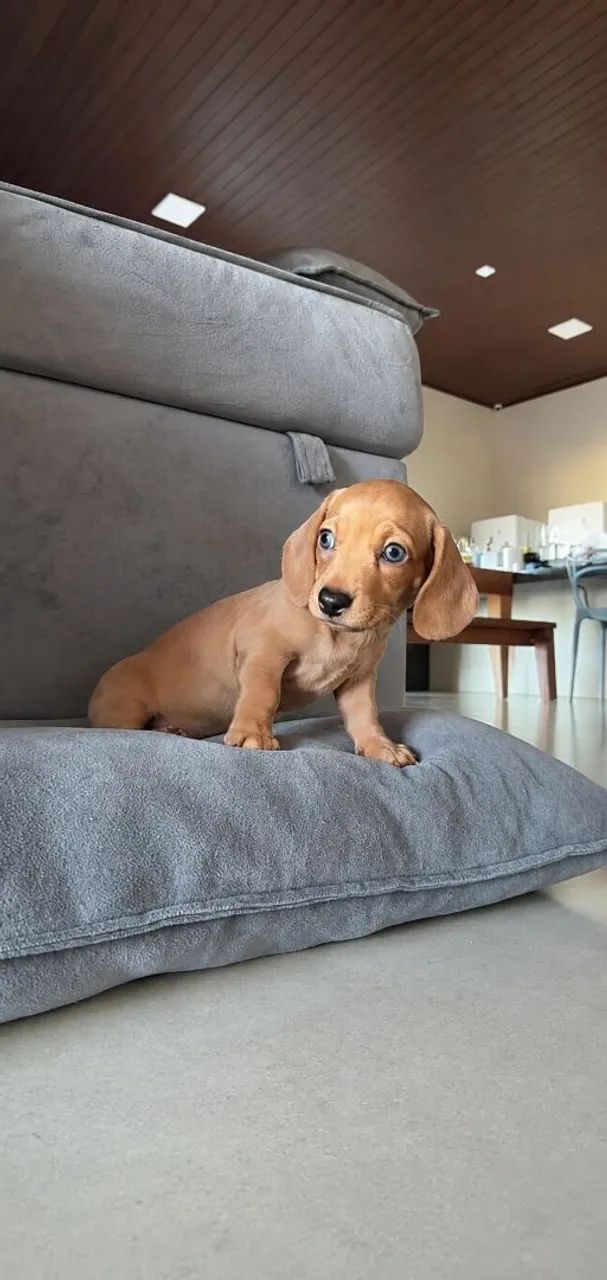 Casal Dachshund  - Foto 4