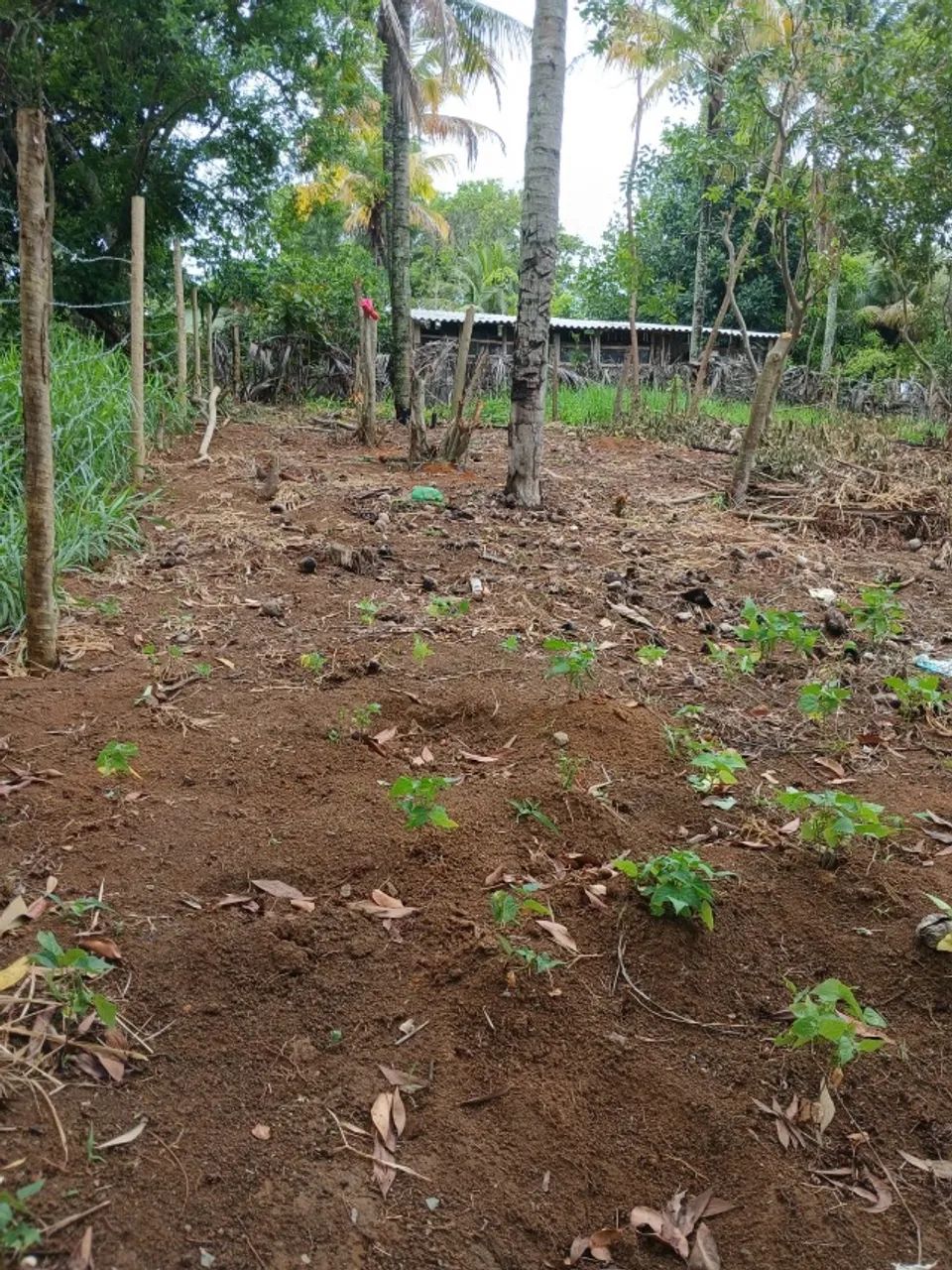 Terreno Grande em Piúma  - Foto 3