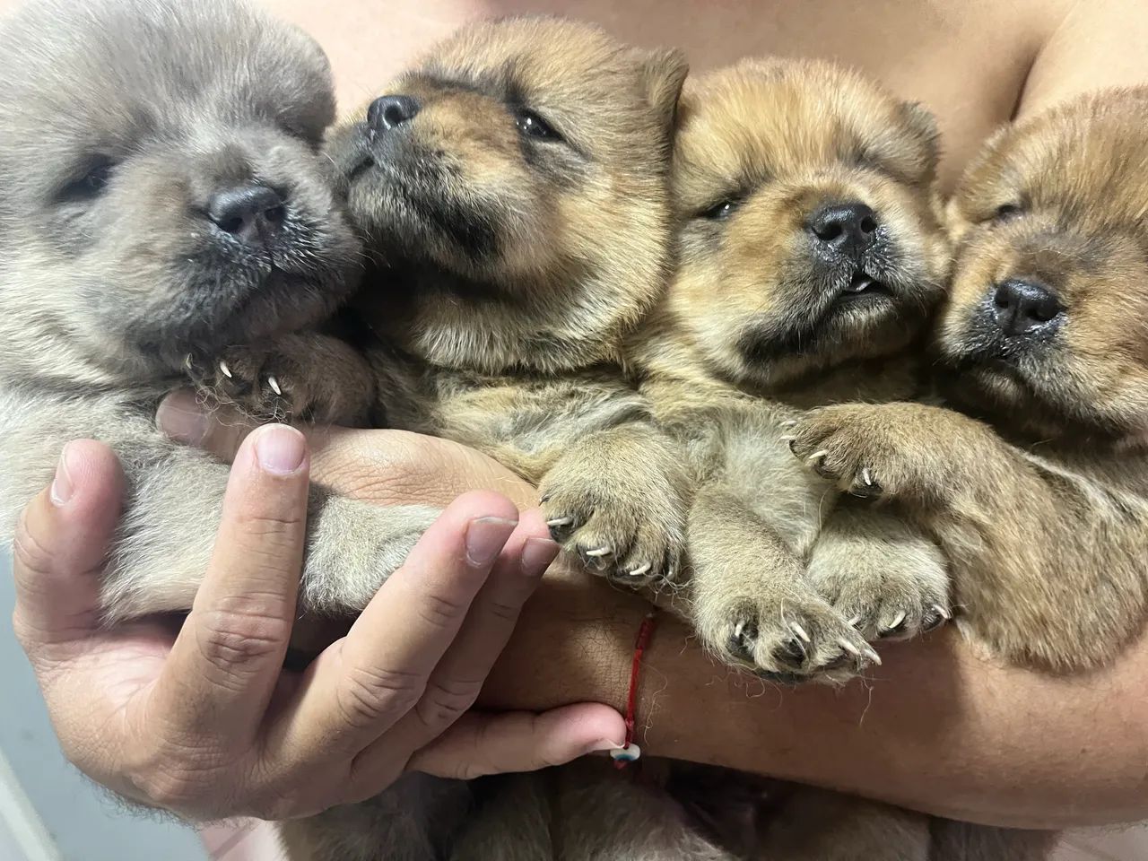 Chow chow - Foto 3
