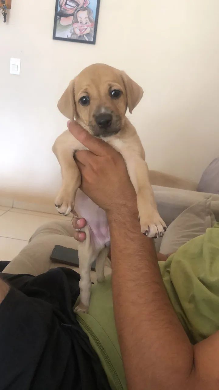 Adoção conjunta!! - Foto 3