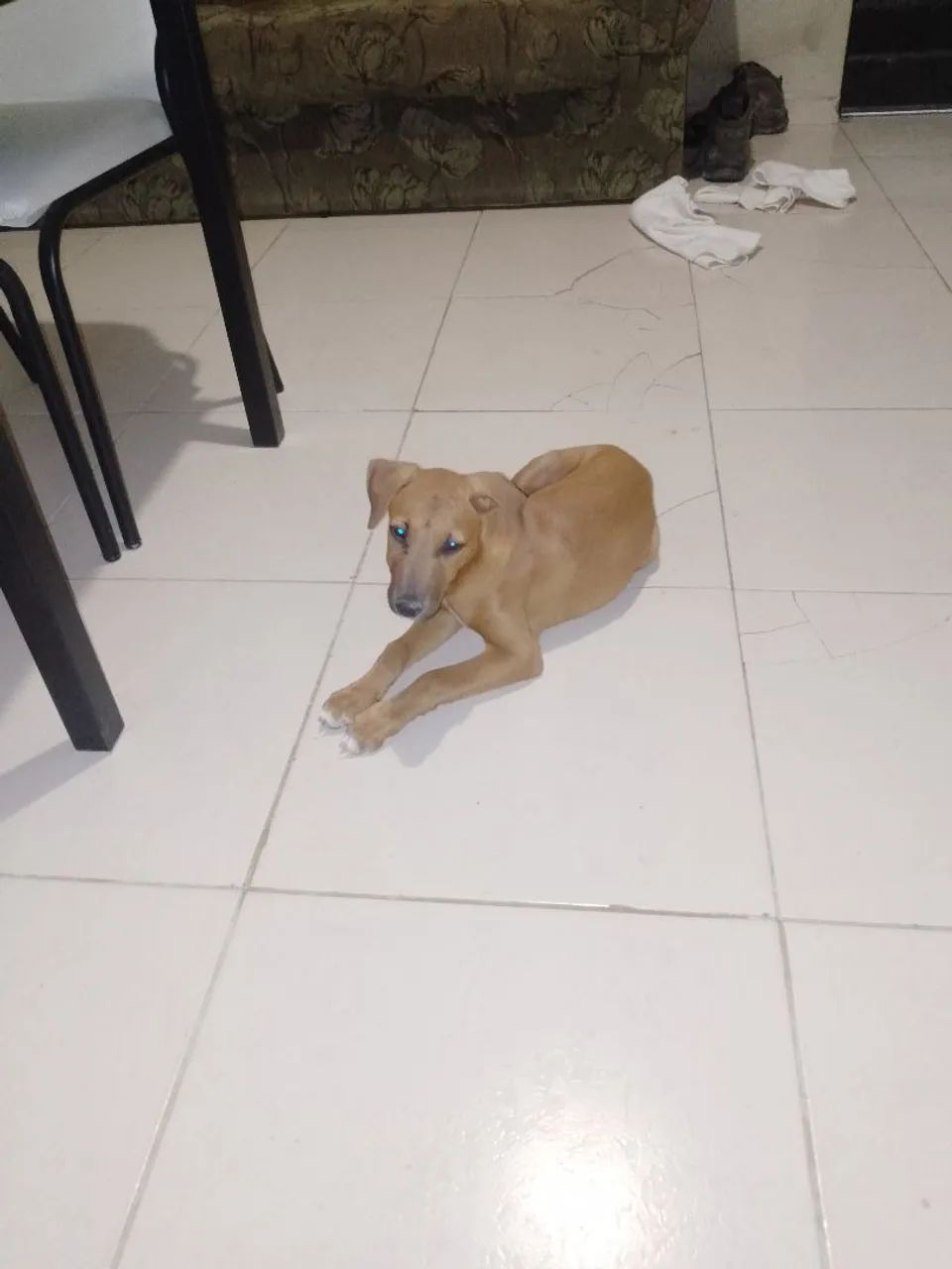 Doa-se cachorra fêmea de 3 meses - Foto 4