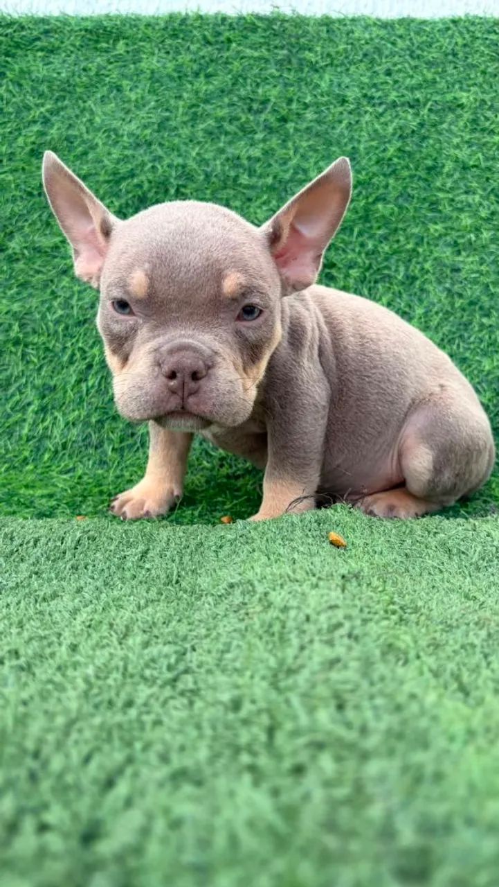 Macho exótic Bully micro - Foto 3