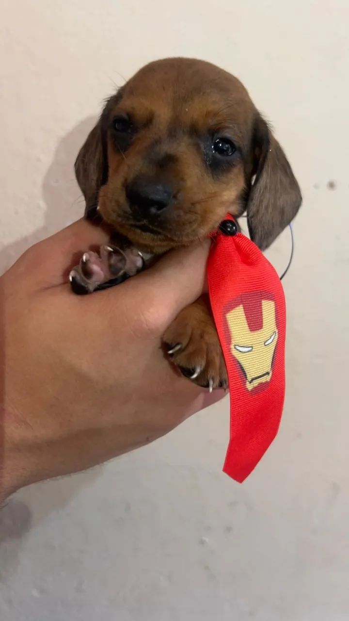 Dachshund com temperamento alegre e companheiro