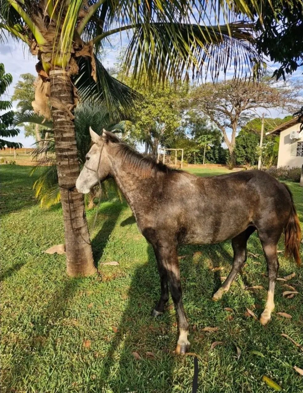 Potra QM - Foto 2