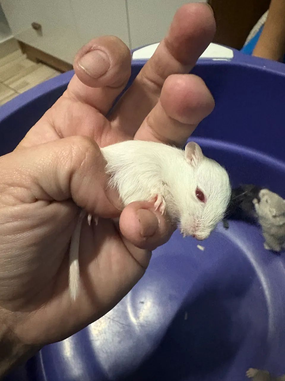 Esquilo da Mongólia Gerbil