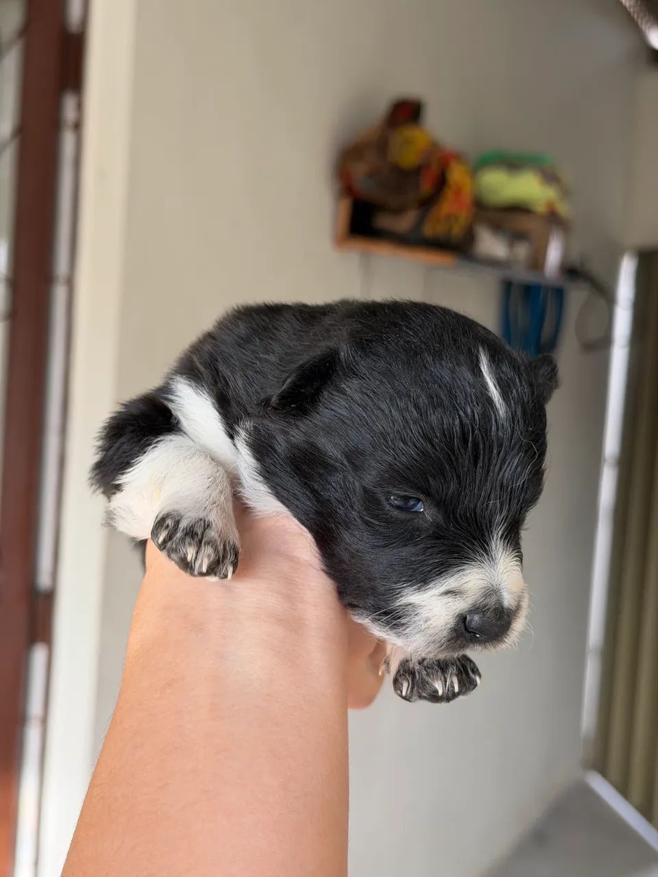Cachorro - Foto 4