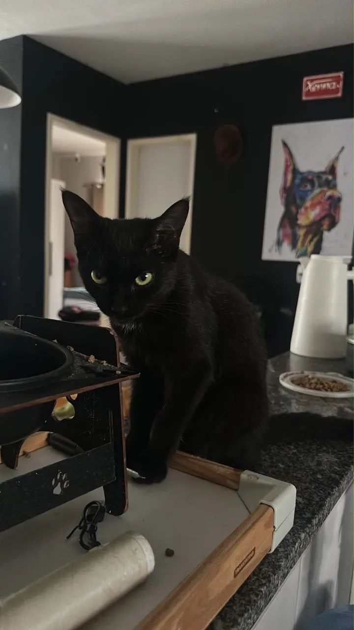 Gata para adoção 