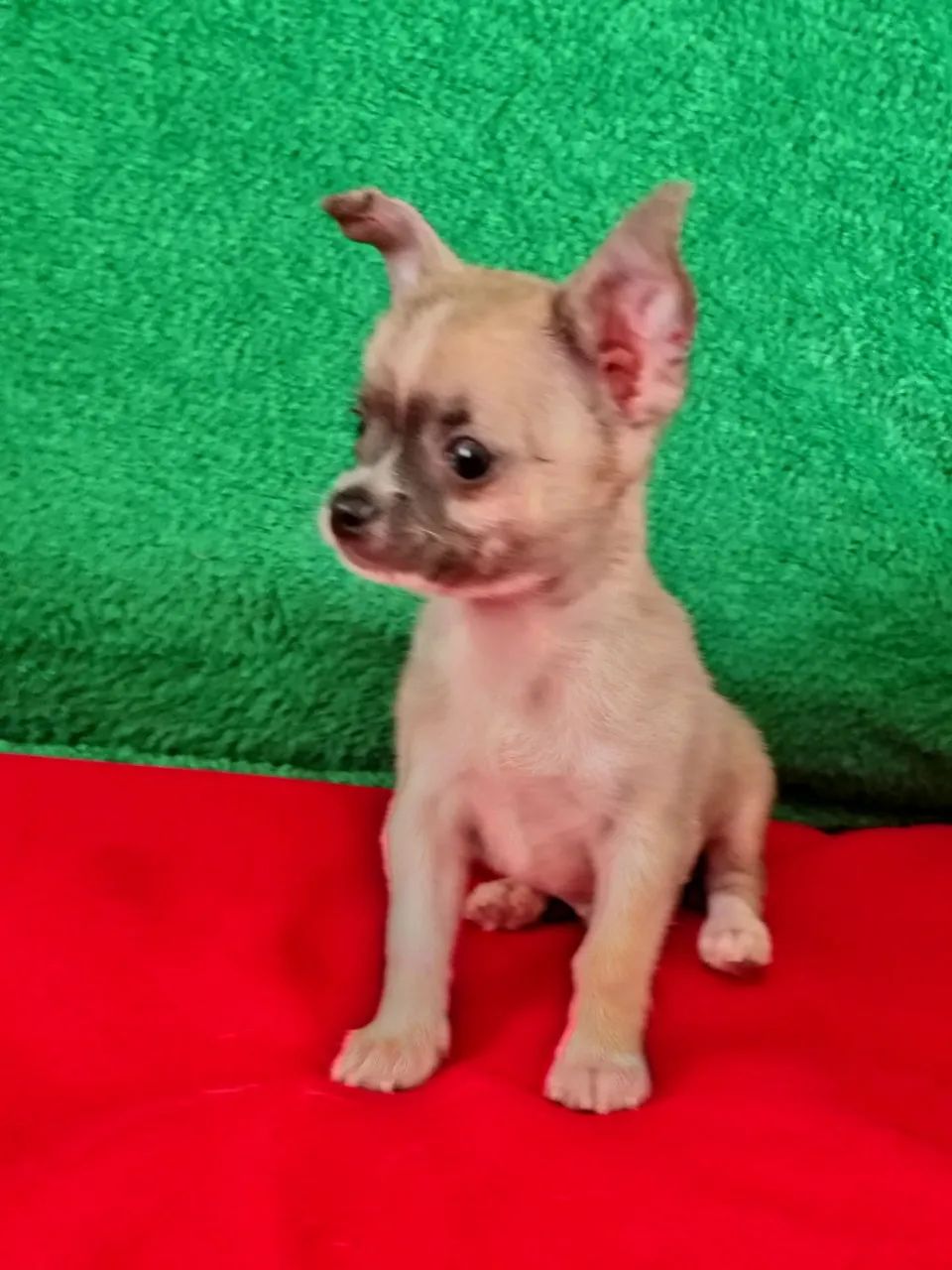 Chihuahua  - Foto 3