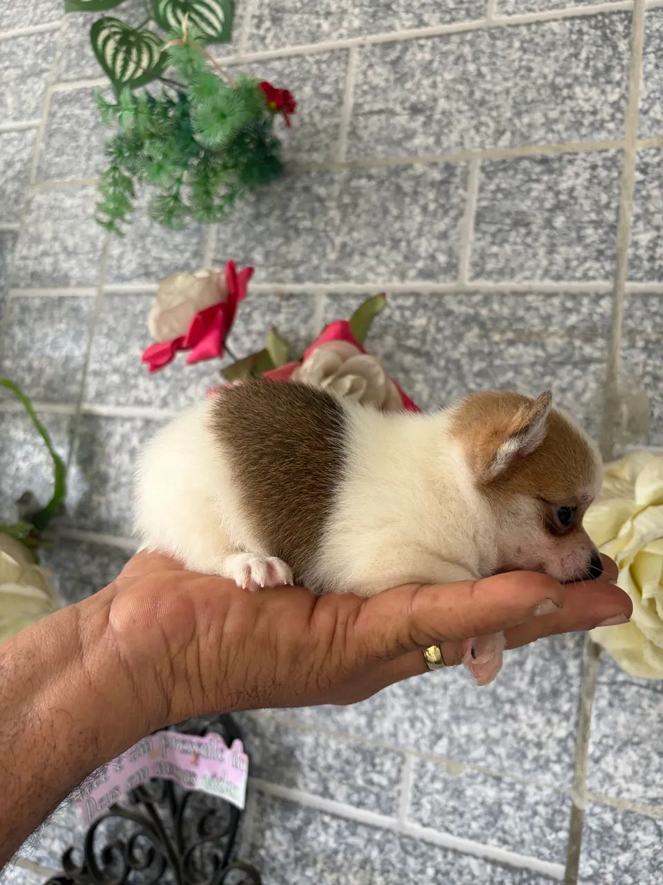 Chihuahua  - Foto 4