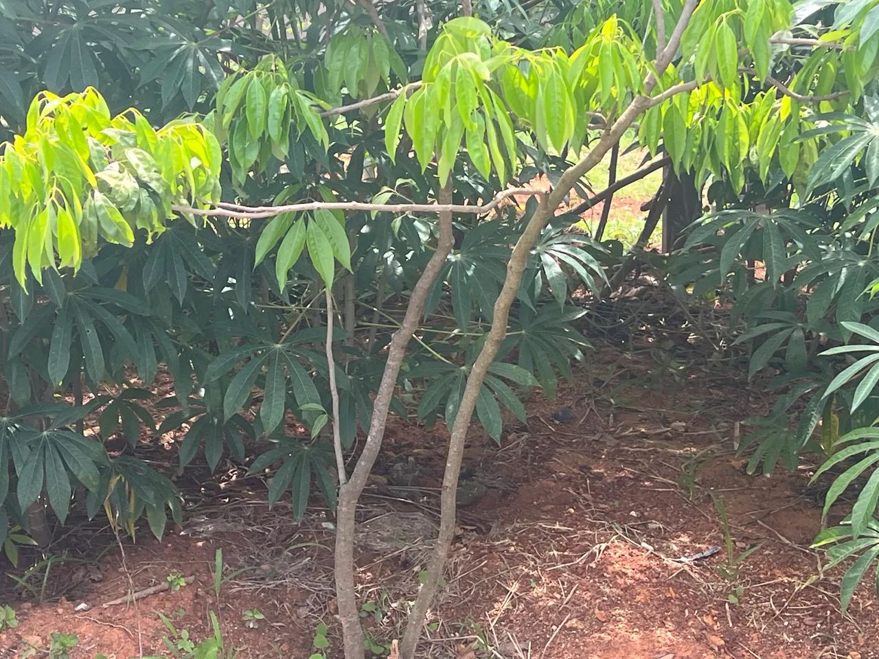 Linda chácara em Tuiuti - Foto 4