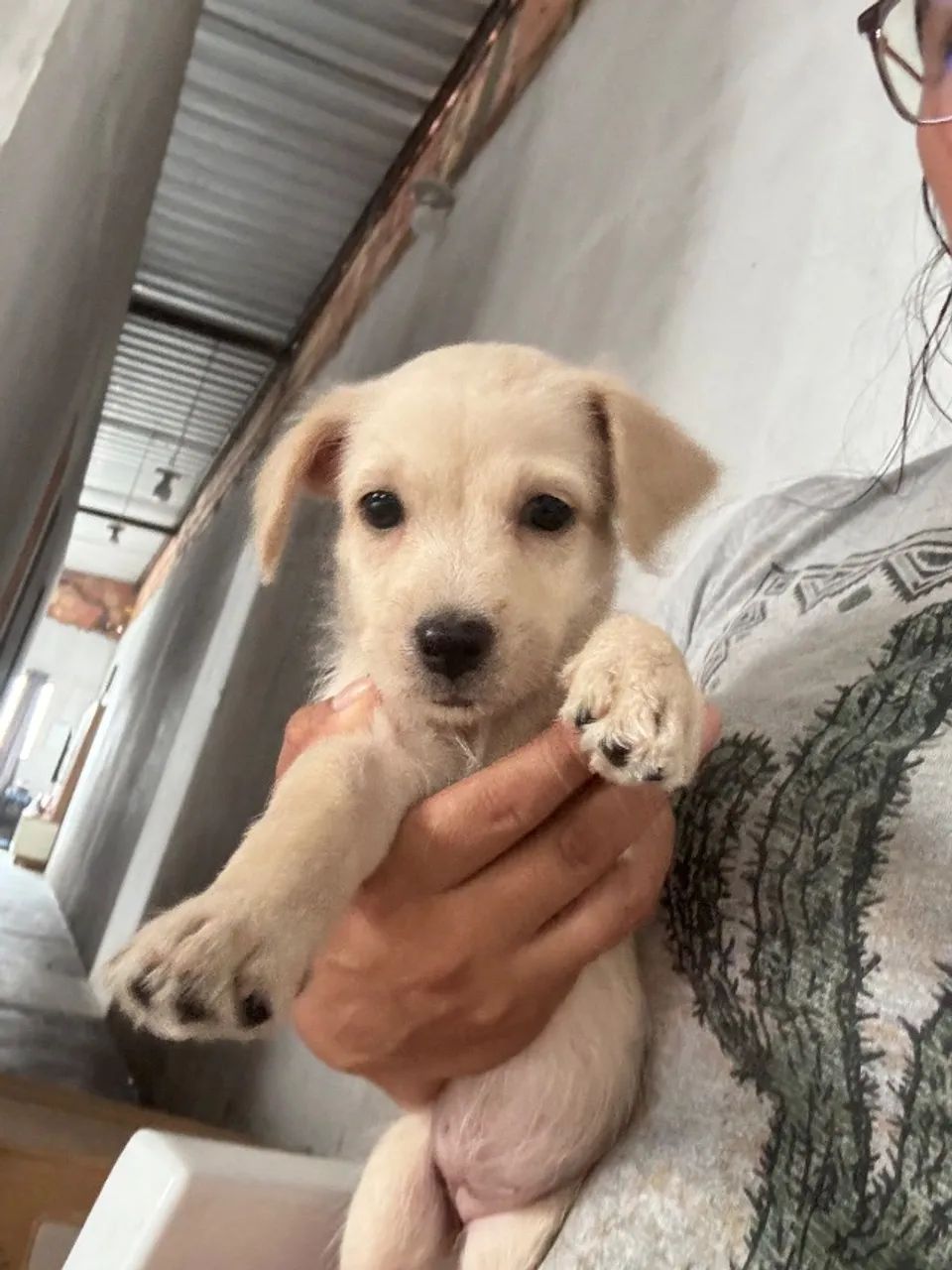 Filhote de cachorro  - Foto 2