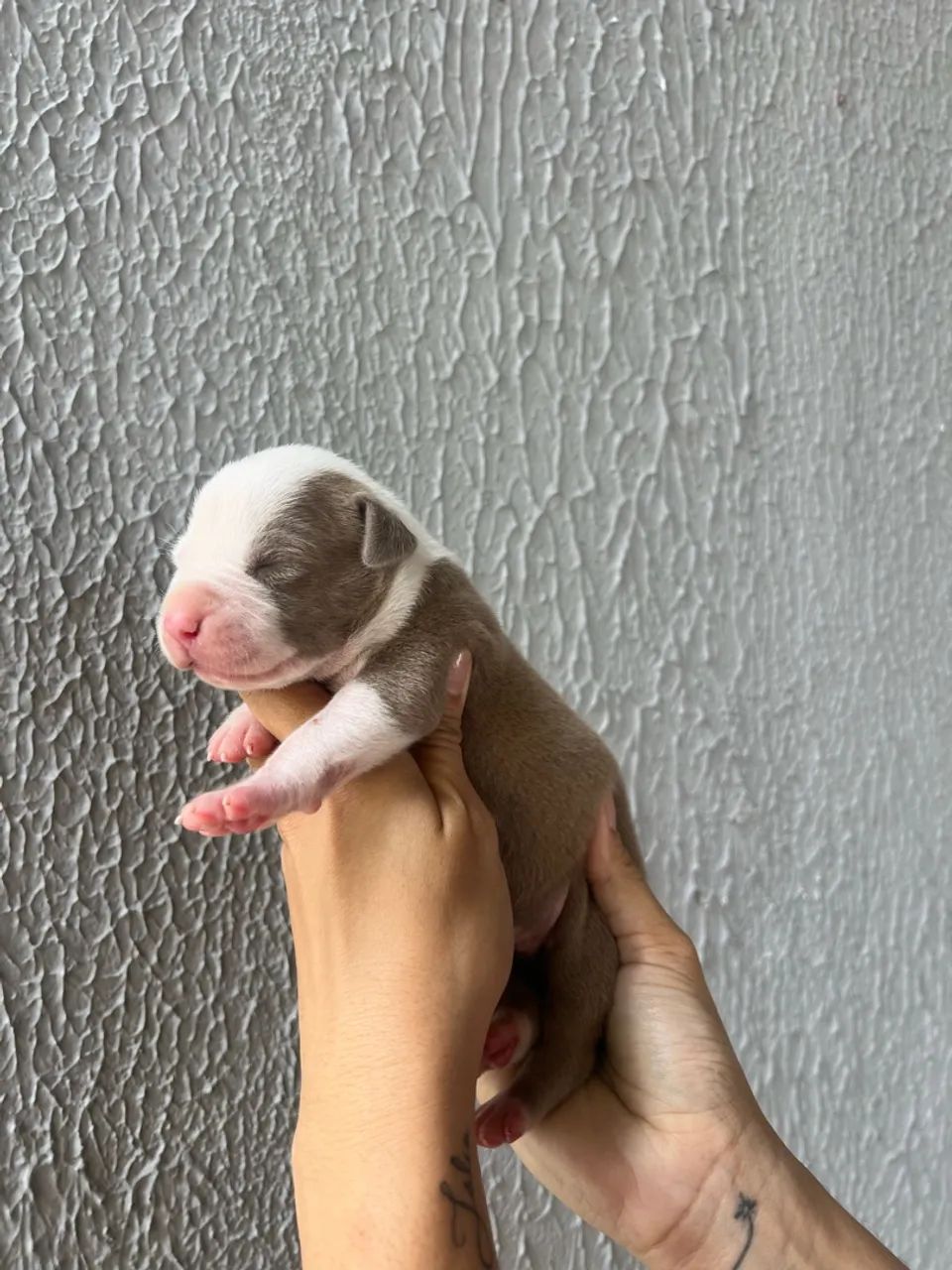Vendo Filhotes de PitBull - Foto 4