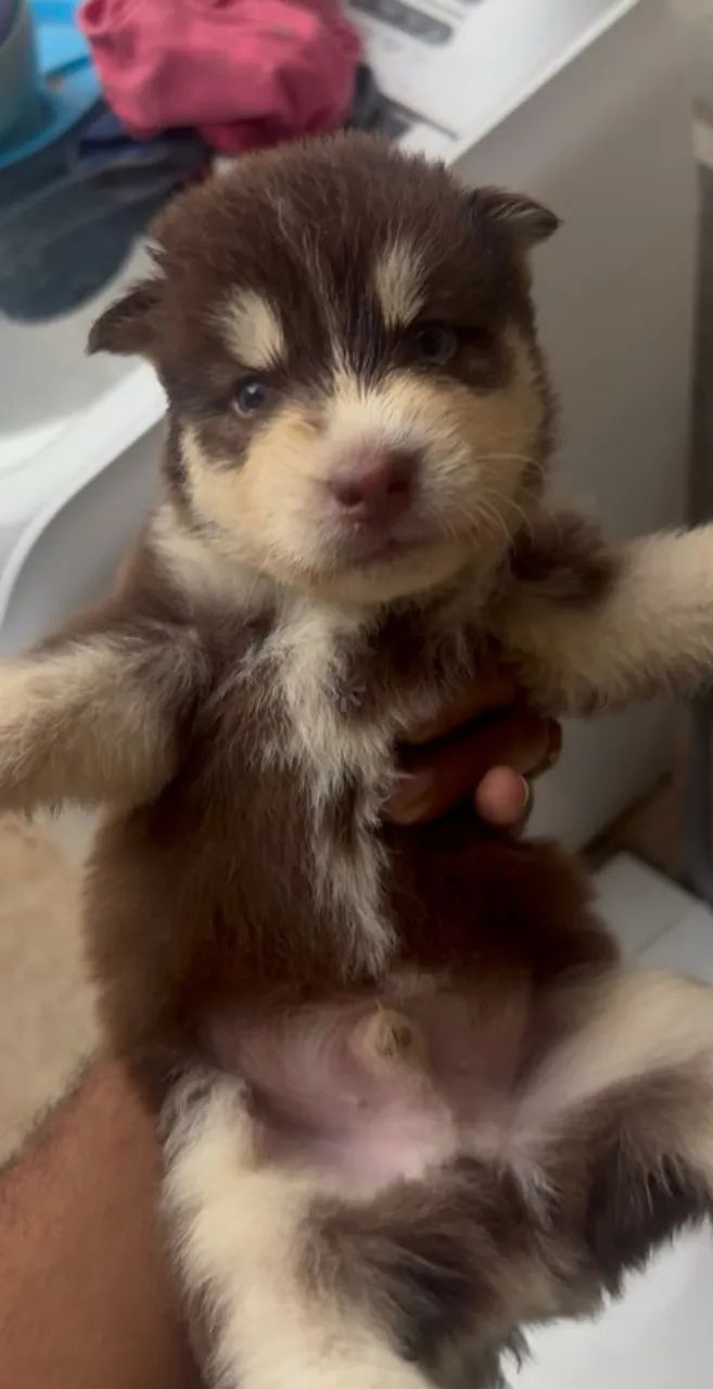 Filhote de husky
