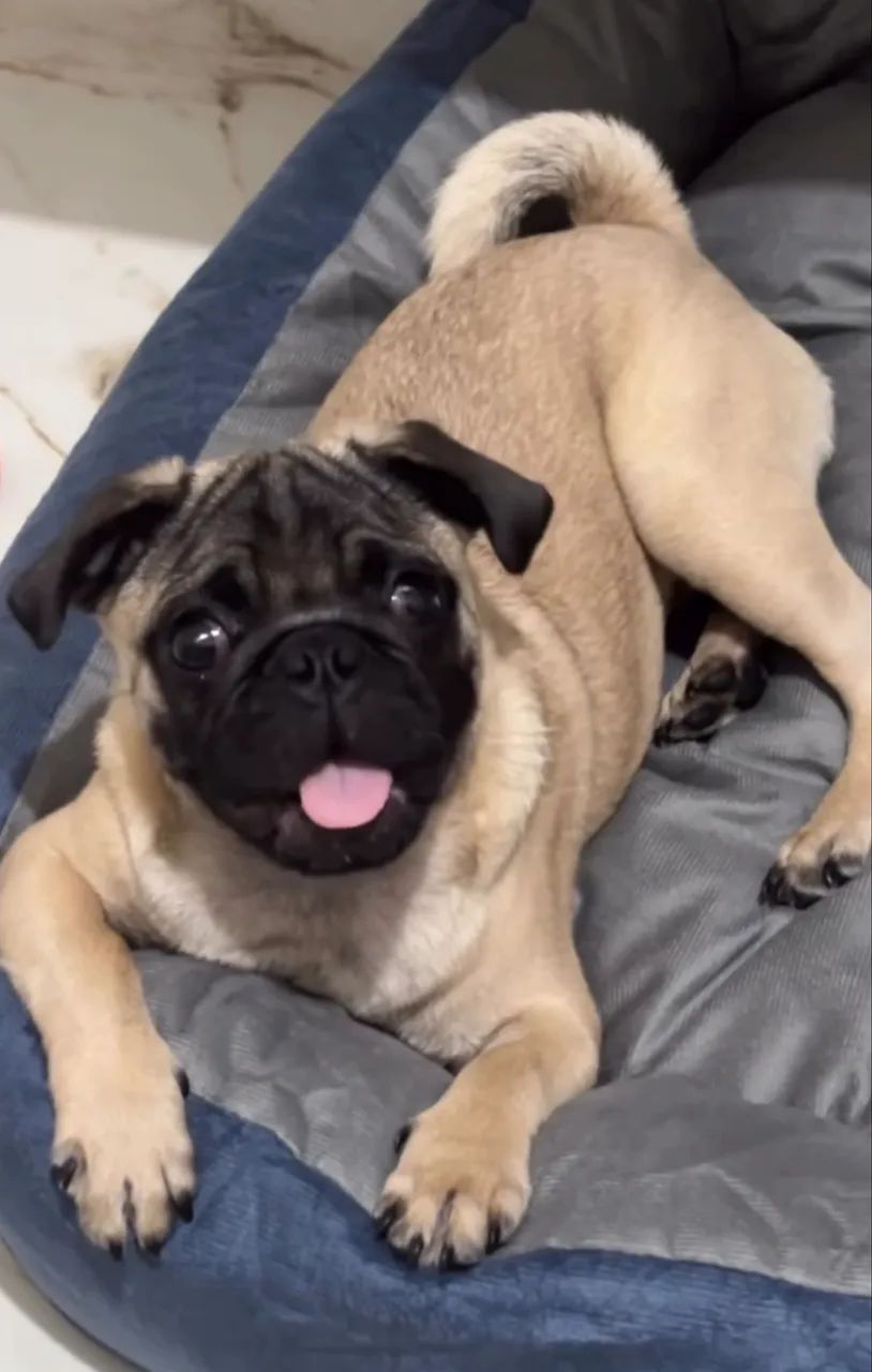 Pug Filhote Original  - Foto 2