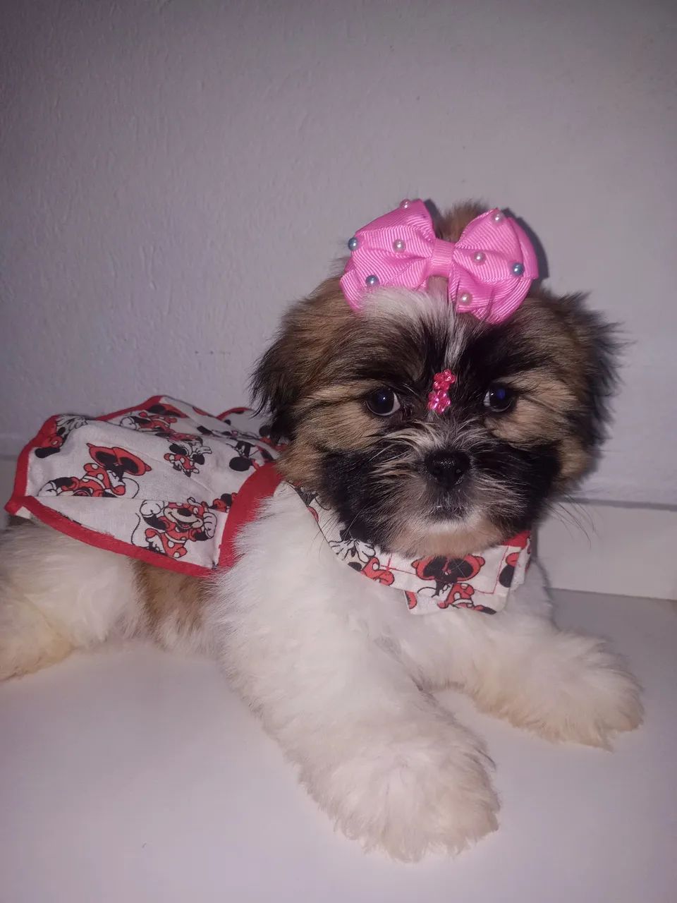 Cachorro  - Foto 4