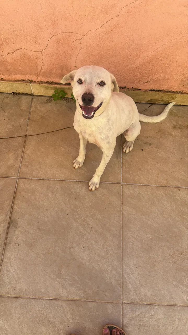 Cachorro pra adoção - Foto 3