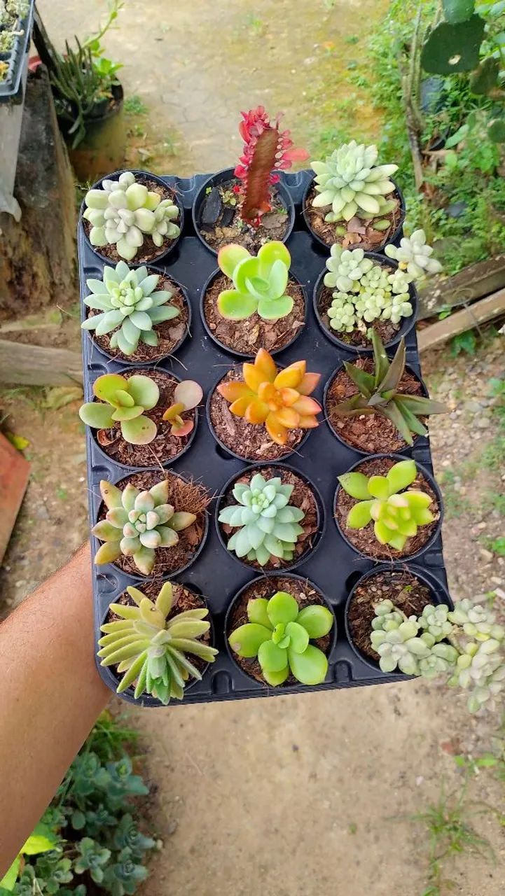 suculentas  - Foto 3