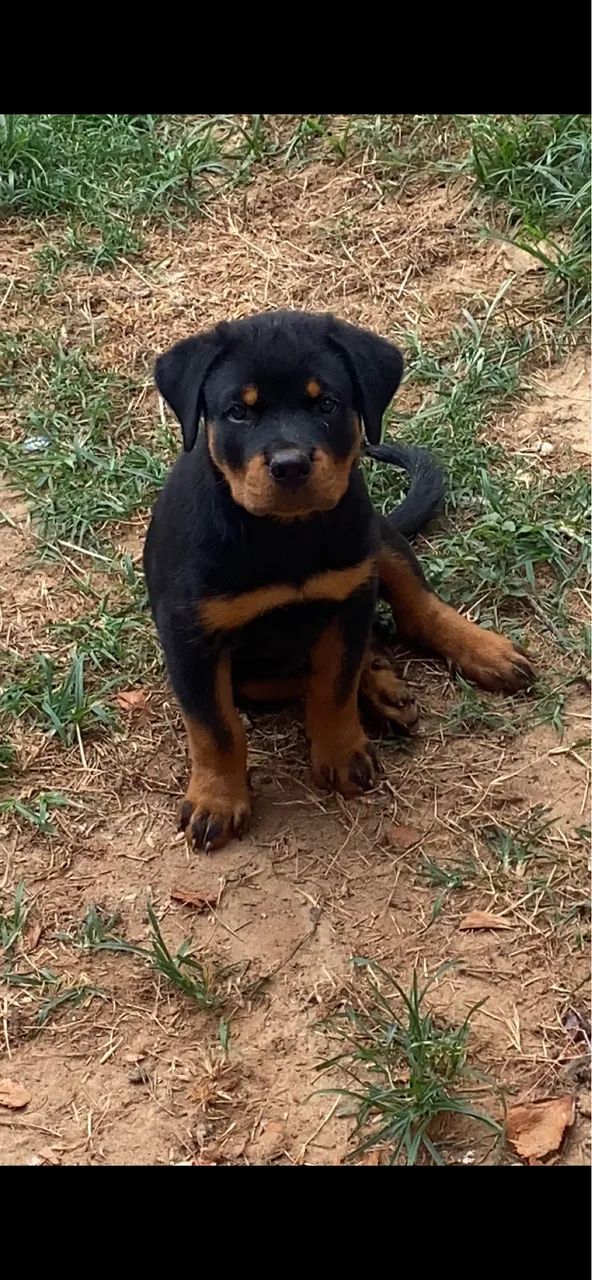 Filhote de Rottweiler  - Foto 2