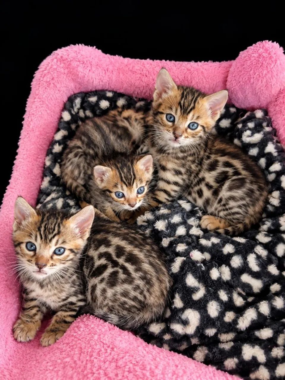 Bengal - Foto 3