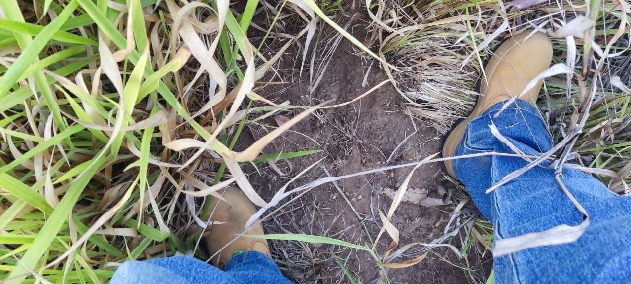 Fazenda 14 alqueires  - Foto 4