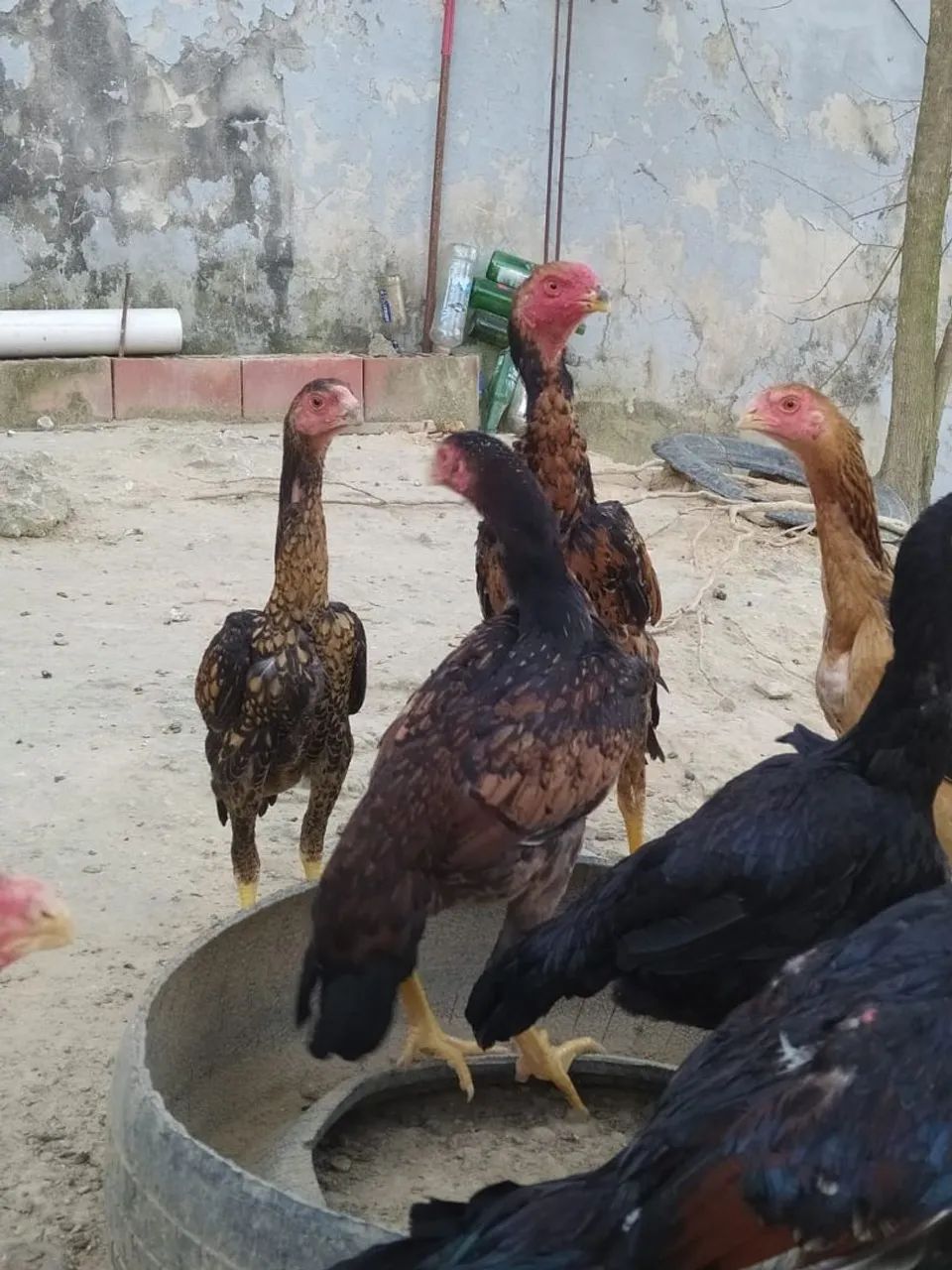 Frango índio  - Foto 2