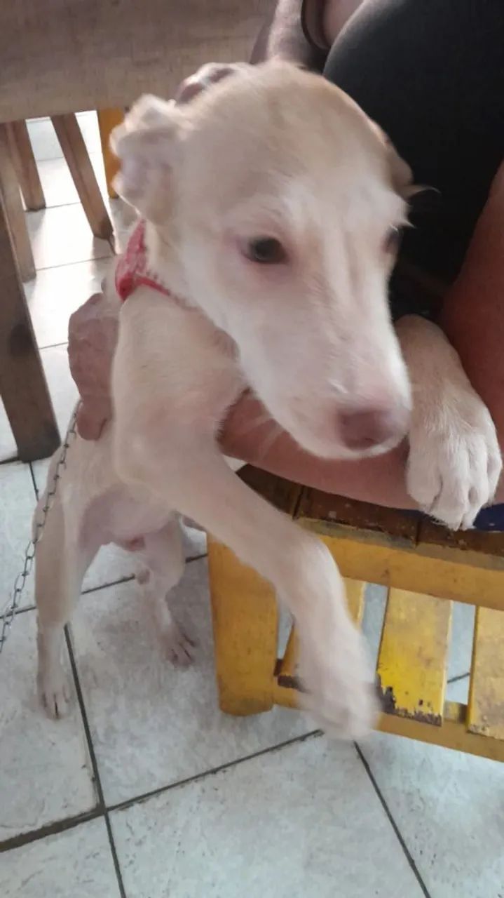 Doação de cachorro  - Foto 3