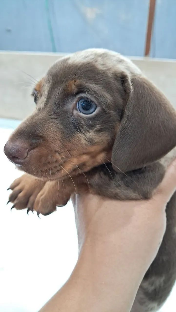 Dachshund Merle Chocolate Macho