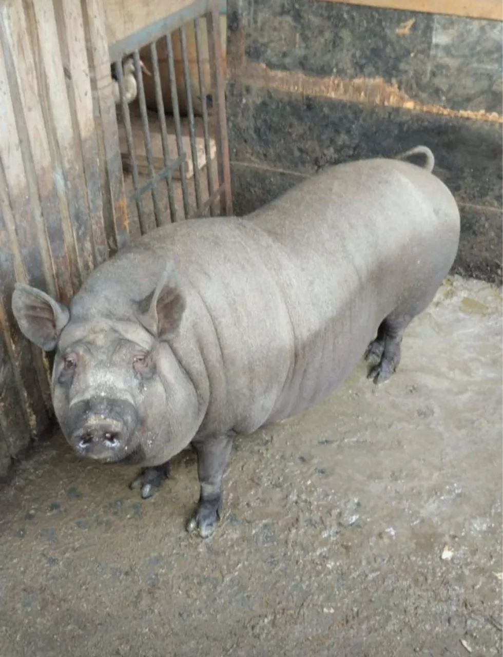Doação de leitoa 108,00kg