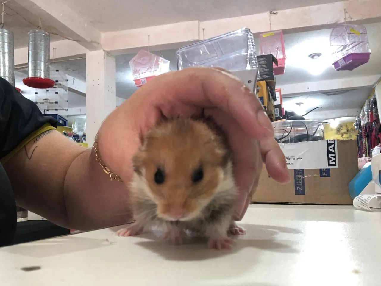 Hamster  - Foto 4