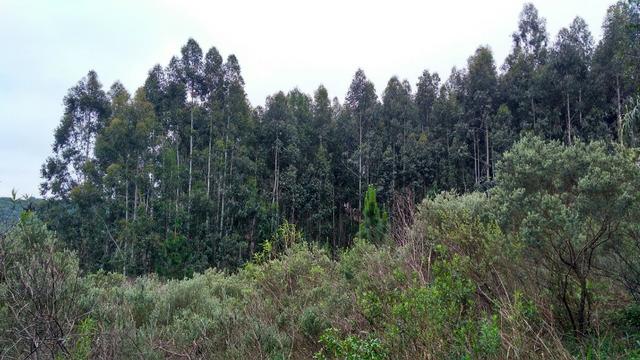 Chácara de 7.5 Alqueires . 1 Alq Mecanizado + 4 mil Pé de Eucalipto ( Jordão ) Guarapuava - Foto 9