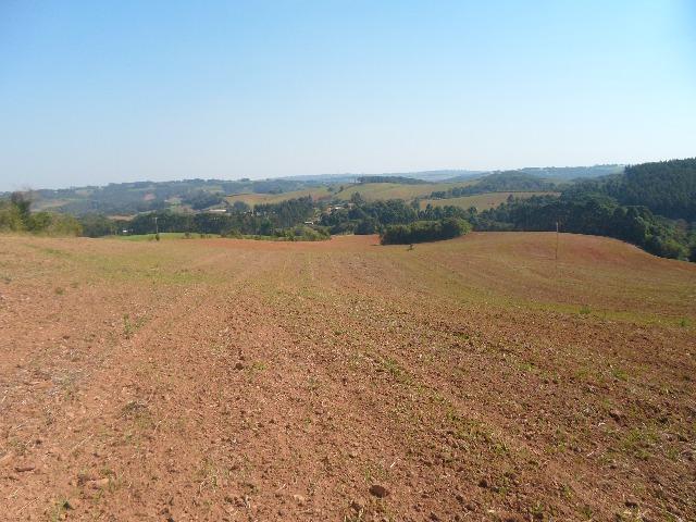 6 alqueires de planta - Foto 3