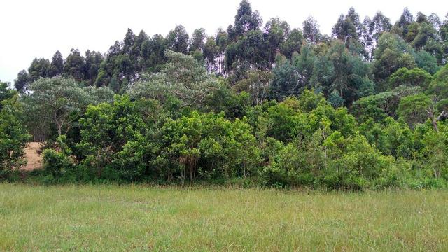 Chácara de 7.5 Alqueires . 1 Alq Mecanizado + 4 mil Pé de Eucalipto ( Jordão ) Guarapuava - Foto 16
