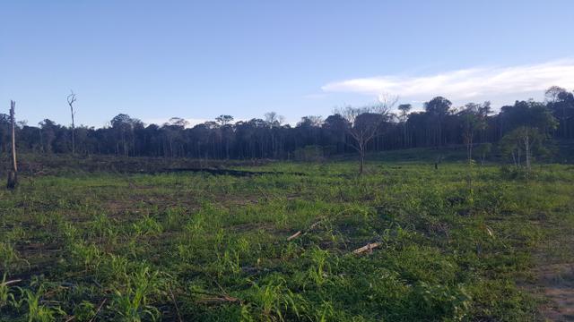 Fazenda com 280 hectares em Rorainópolis, ler descrição do anuncio - Foto 5