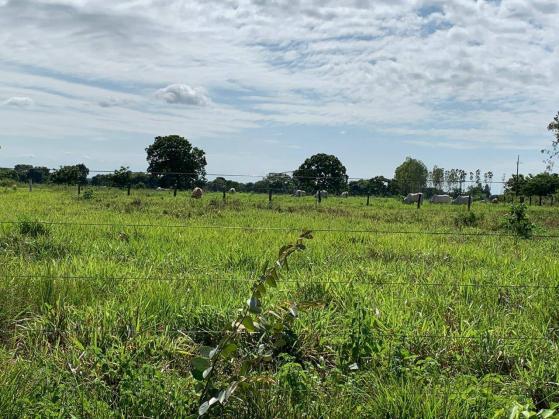 Sítio 65ha região cáceres - Foto 6