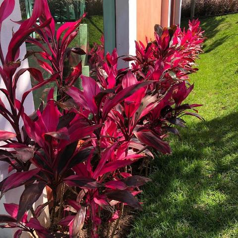 Cordyline-Dracena flor