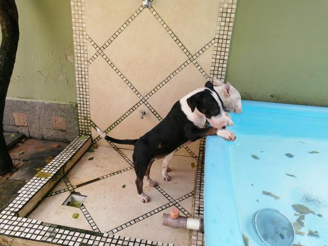 Bullterrieringlês mãe miniatura(RJ) - Foto 3