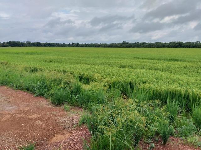 2.175 há (450 alq) pronta para produção de grãos - Foto 5