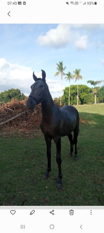 Potro MM filho do Campeão Nero de Itapoan 