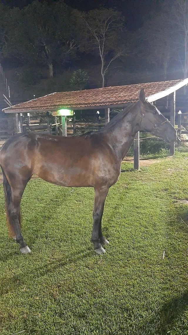 Égua registrada Mangalarga Marchador  - Foto 2