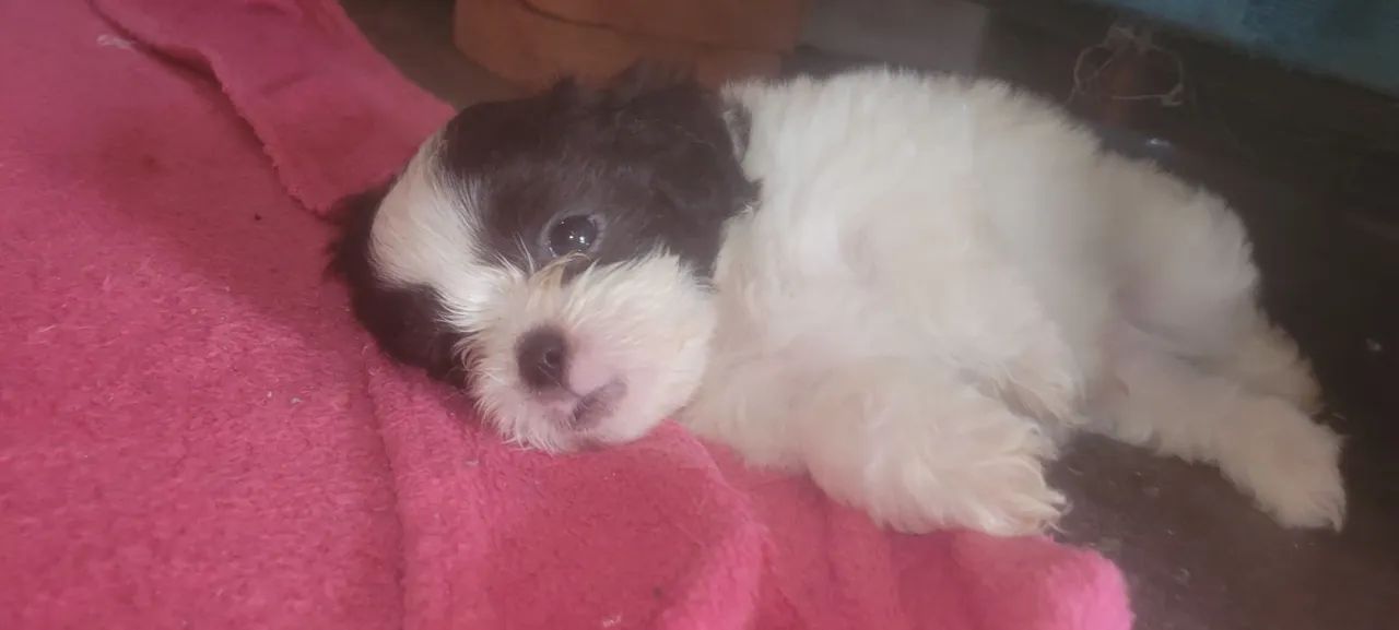 Filhote Shih Tzu para venda