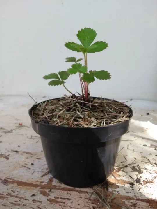 Morango Europeu - Foto 2