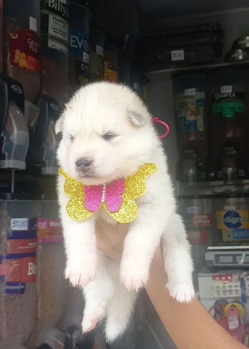 Filhotes de Husky Siberiano - Foto 6