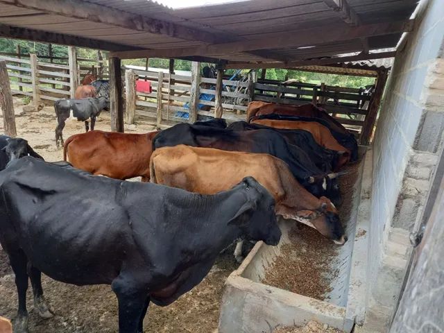 Fazenda 62 hectares em Pará de Minas  - Foto 5