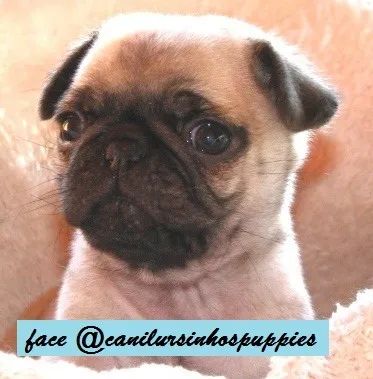 pug bebes pronta entrega garanta hoje seu bebe ! - Foto 4