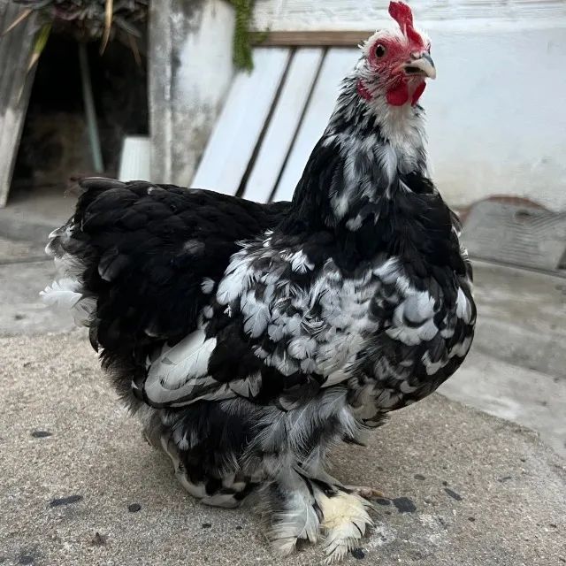 Casal mini cochin e mais 3 galos - Foto 6