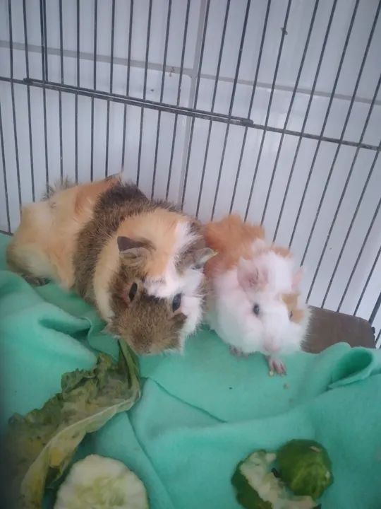 Flhotes de porquinho da índia Abissinio  - Foto 3